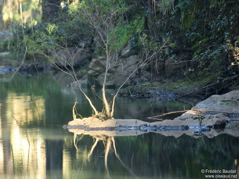 Martin-pêcheur à dos bleuadulte, habitat