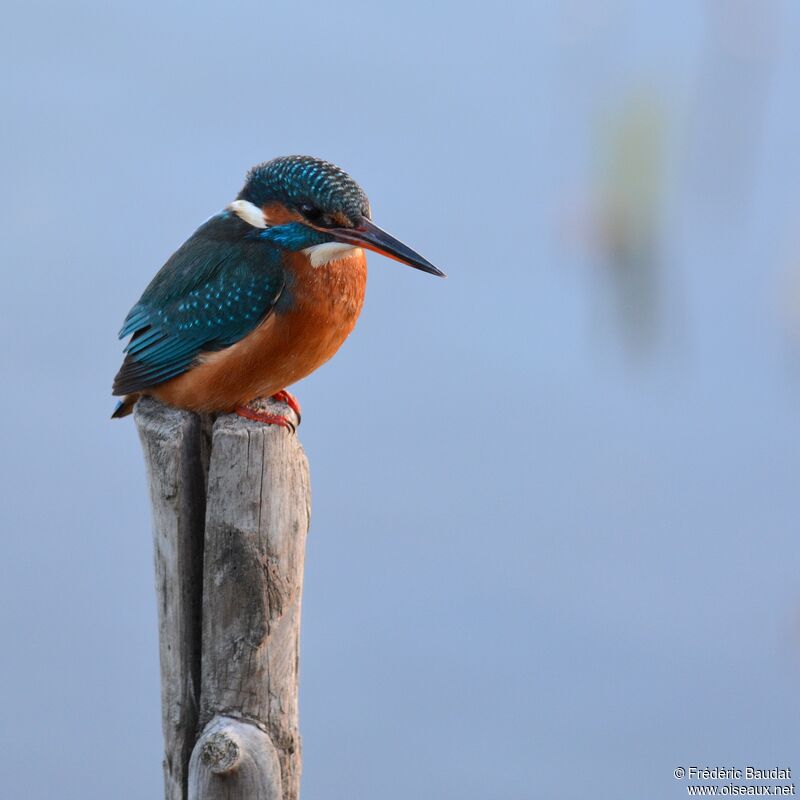 Martin-pêcheur d'Europe, identification