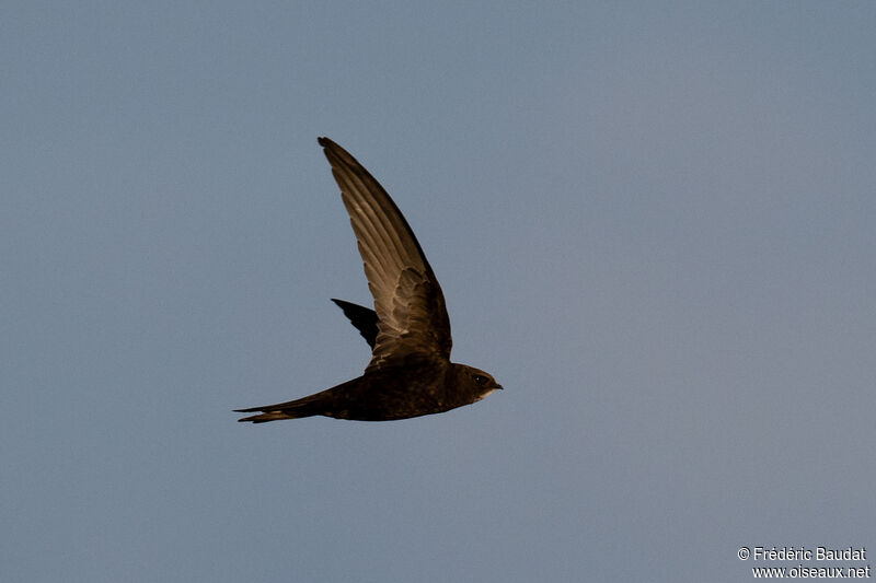 Common Swiftadult breeding, Flight