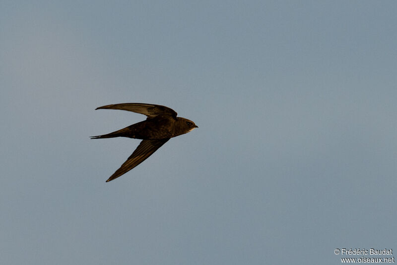 Common Swiftadult breeding, Flight