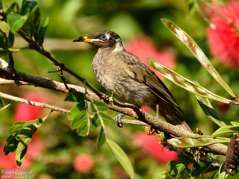 Bridled Honeyeateradult, identification