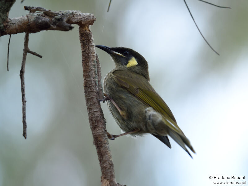 Lewin's Honeyeateradult