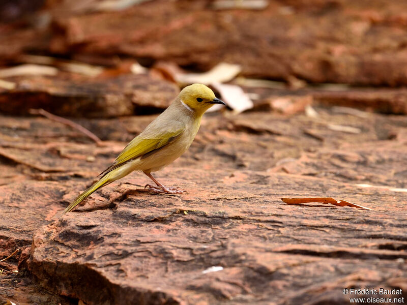 White-plumed Honeyeateradult