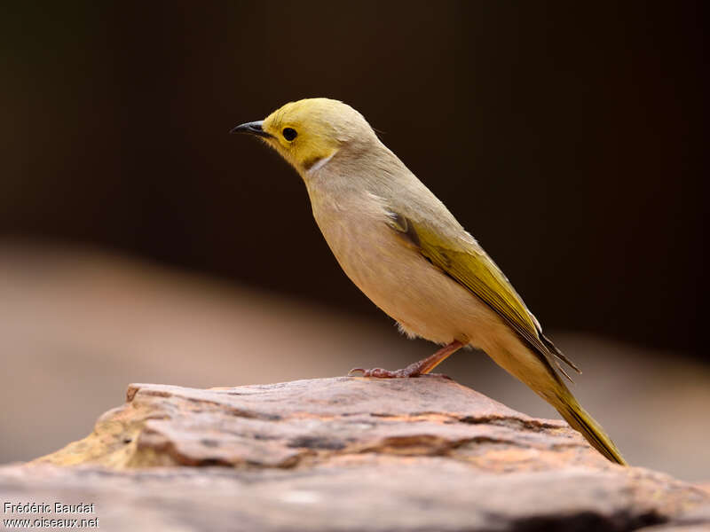 White-plumed Honeyeateradult