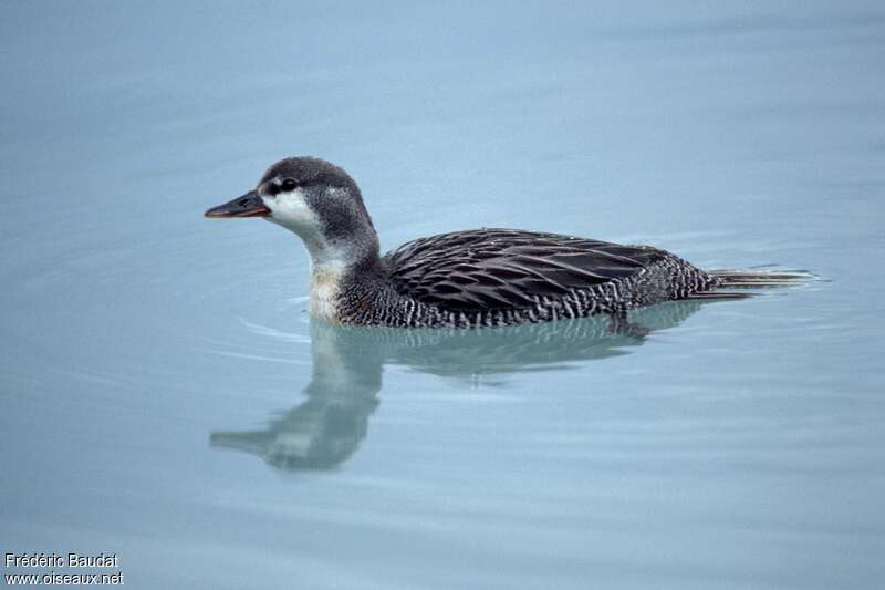 Torrent Duckimmature, identification, swimming