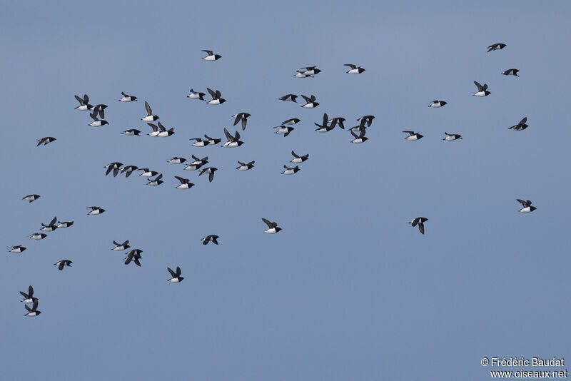 Little Aukadult breeding, Flight