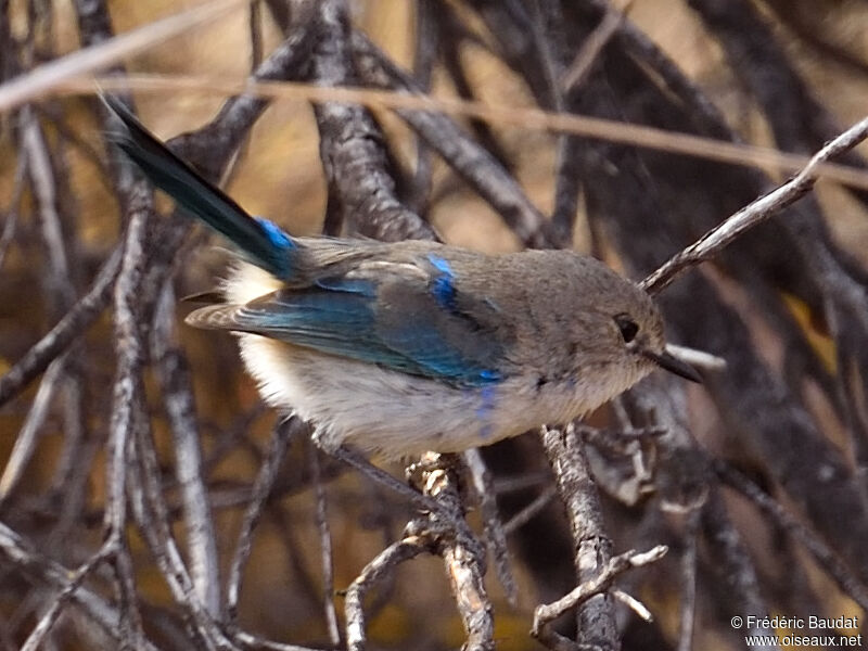 Splendid Fairywren male adult transition