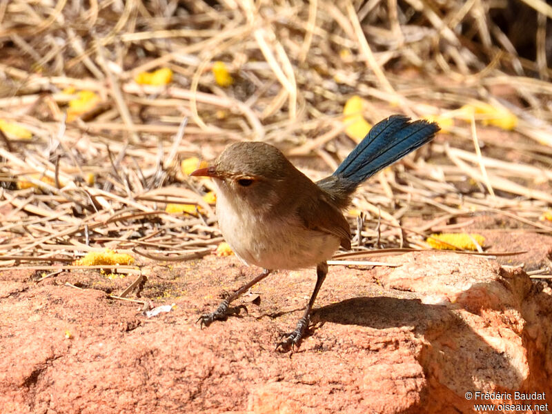 Splendid Fairywren female