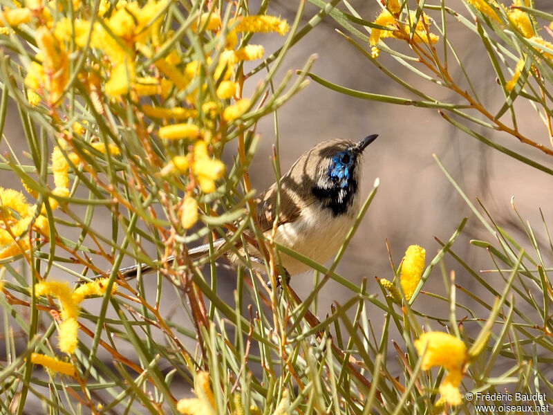 Purple-backed Fairywren male adult transition