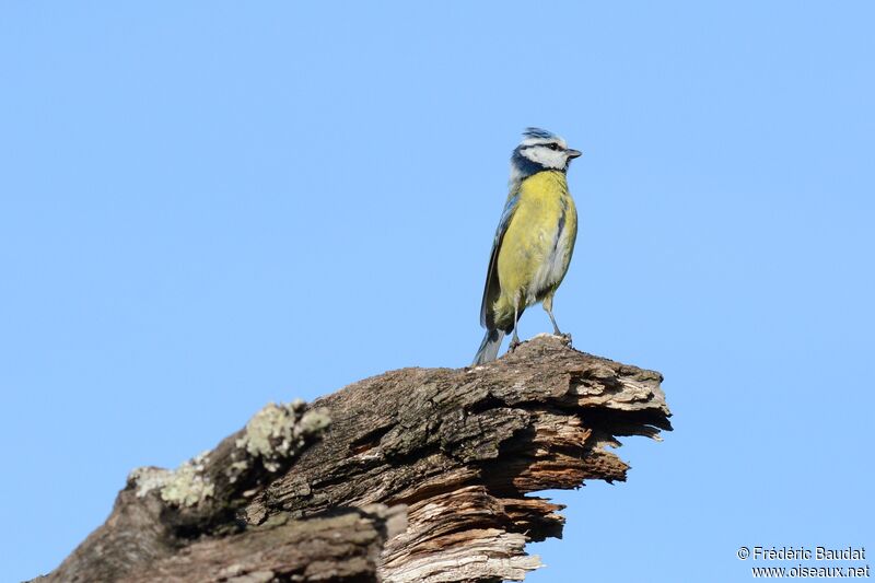 Mésange bleue