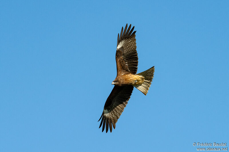 Black Kite (lineatus)First year, Flight