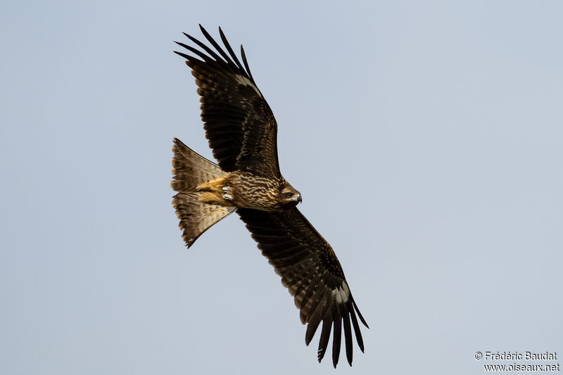 Black Kite (lineatus)First year, Flight