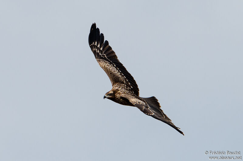 Black Kite (lineatus)First year, Flight