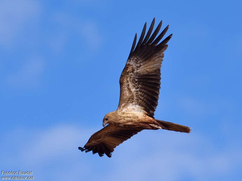 Whistling Kiteadult, Flight