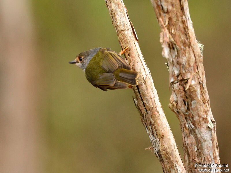 Pale-yellow Robinadult