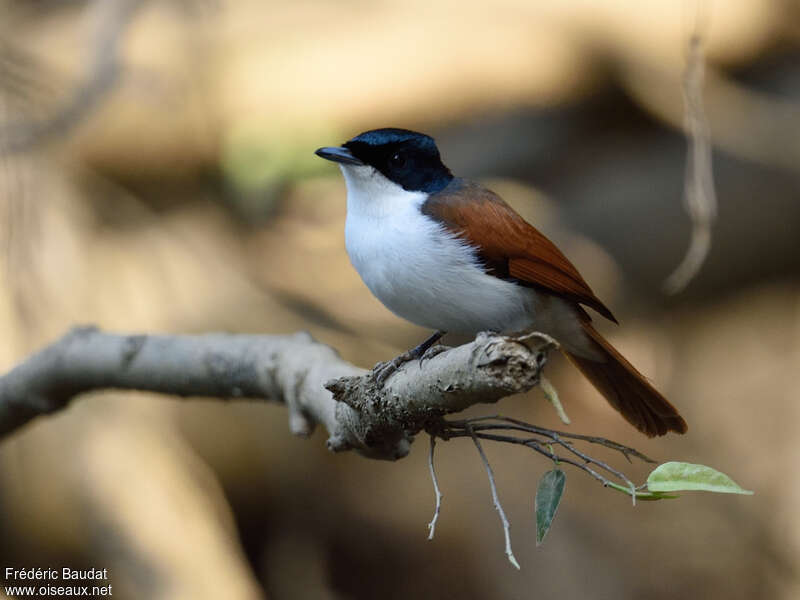 Shining Flycatcher female adult, identification