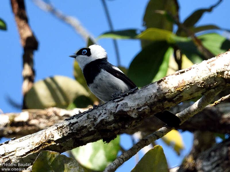 Pied Monarch male adult, habitat