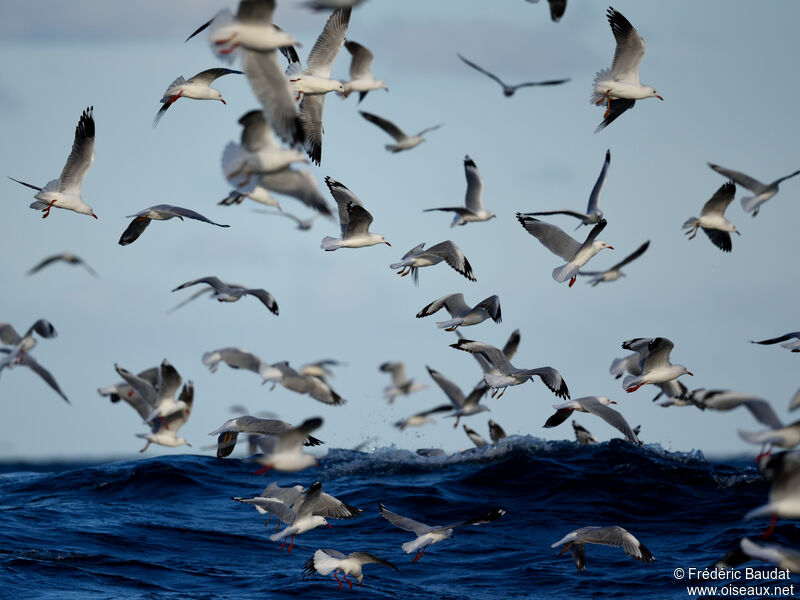 Mouette argentée, Vol