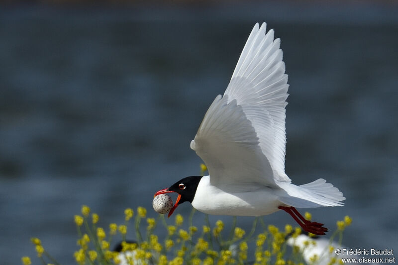 Mouette mélanocéphaleadulte nuptial, Vol, régime