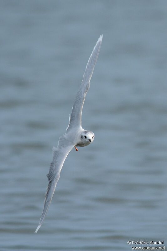 Little Gulladult post breeding, Flight