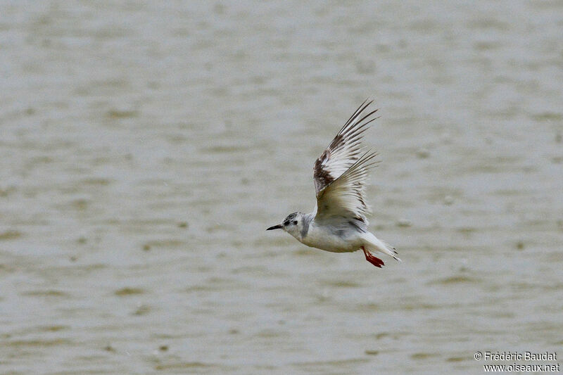 Mouette pygmée2ème année, Vol