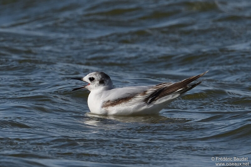 Mouette pygmée2ème année, nage