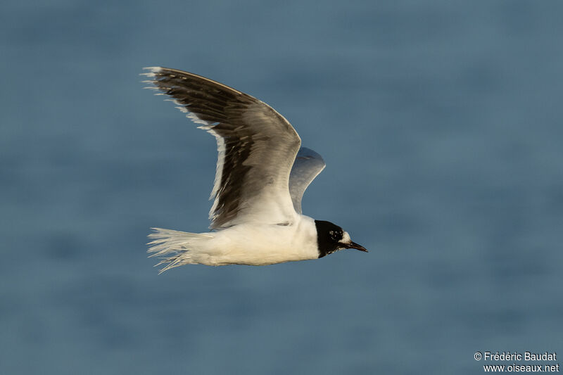 Mouette pygmée3ème année transition, Vol