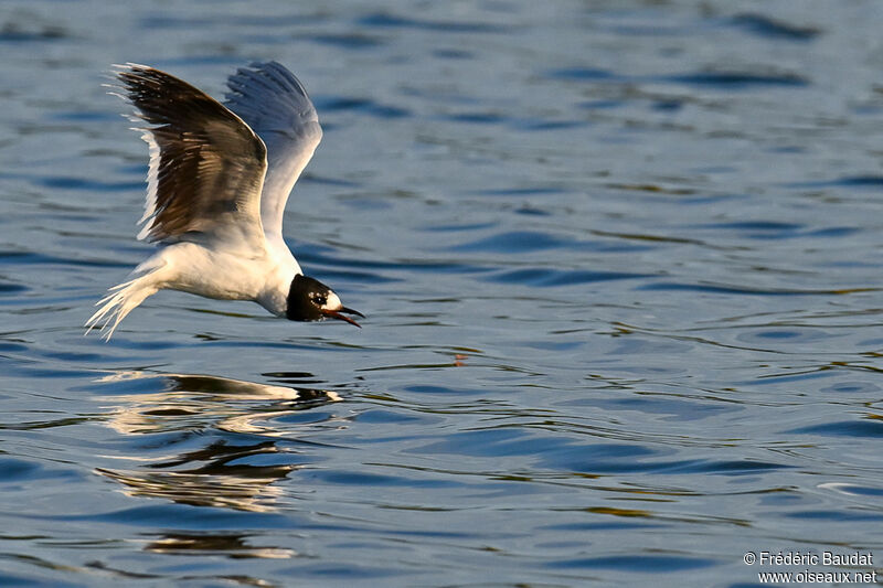 Mouette pygmée3ème année transition, Vol, pêche/chasse