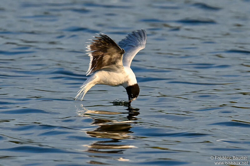 Mouette pygmée3ème année transition, Vol, pêche/chasse