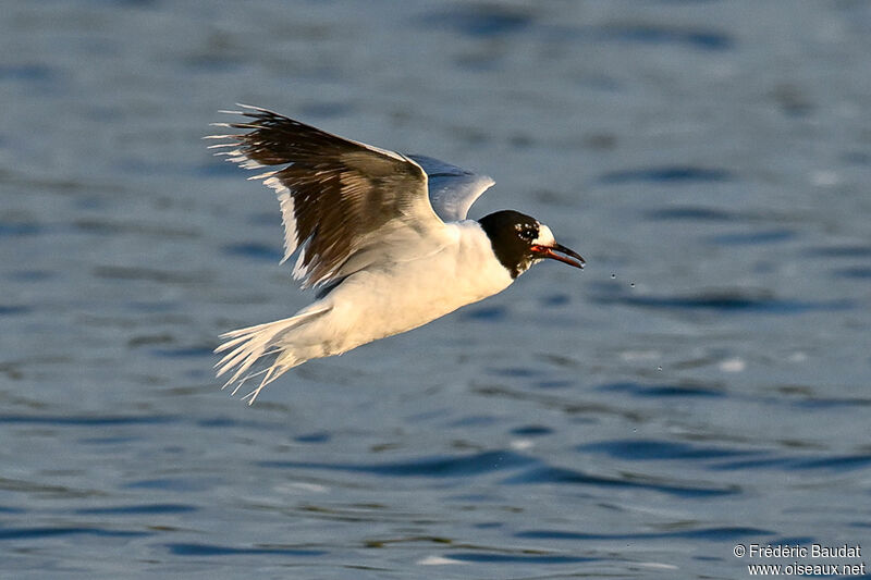 Mouette pygmée3ème année transition, Vol, mange