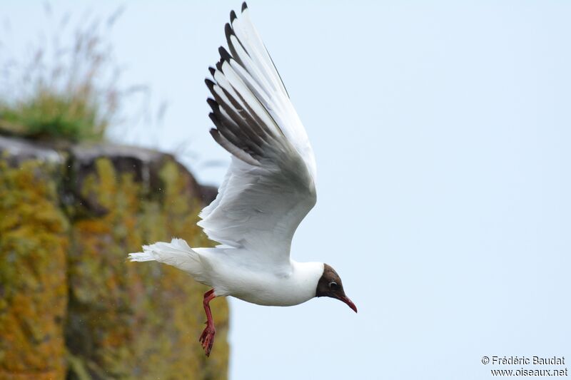 Mouette rieuseadulte nuptial, Vol