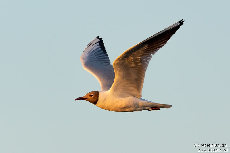 Mouette rieuseadulte nuptial, Vol