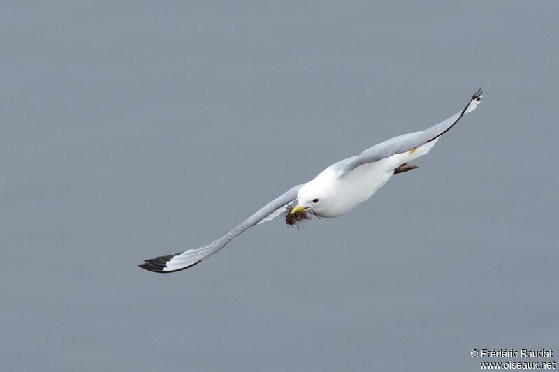 Mouette tridactyleadulte, Vol