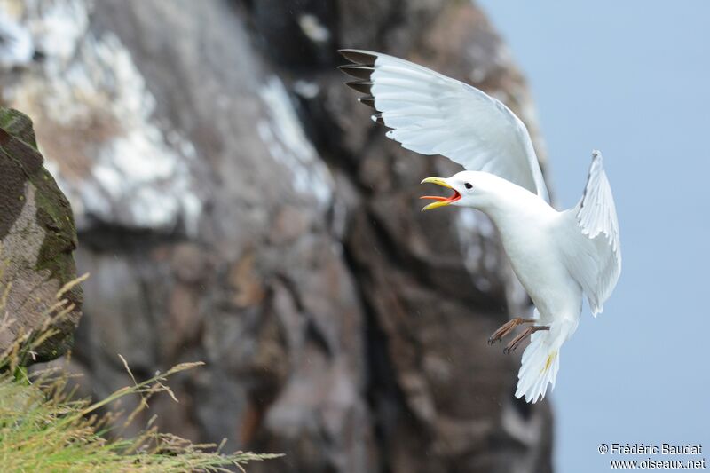 Black-legged Kittiwakeadult, Flight