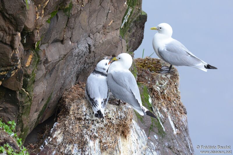 Mouette tridactyle, identification, Nidification, r. coloniale