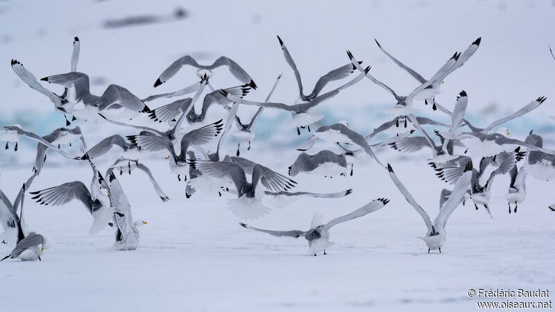 Black-legged Kittiwakeadult breeding, Flight