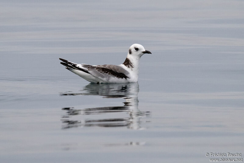 Black-legged KittiwakeSecond year, swimming