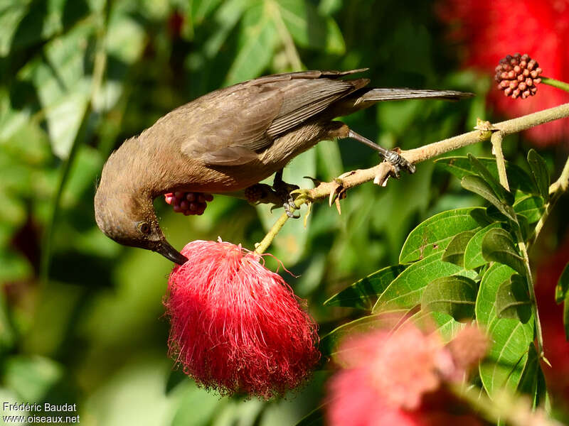 Dusky Myzomelaadult, feeding habits