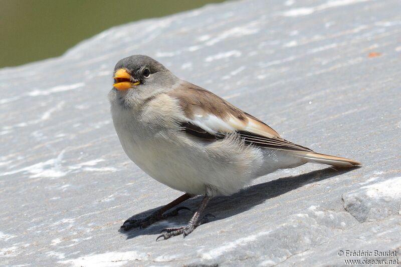 White-winged Snowfinchjuvenile