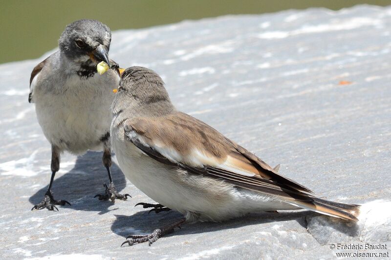 Niverolle alpine, régime, mange, Comportement