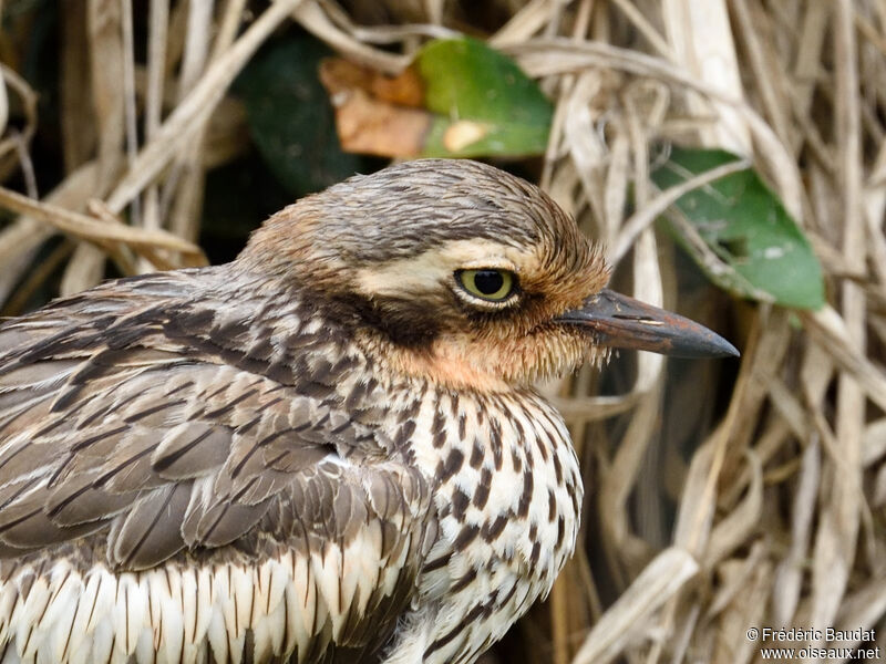 Bush Stone-curlewadult, close-up portrait