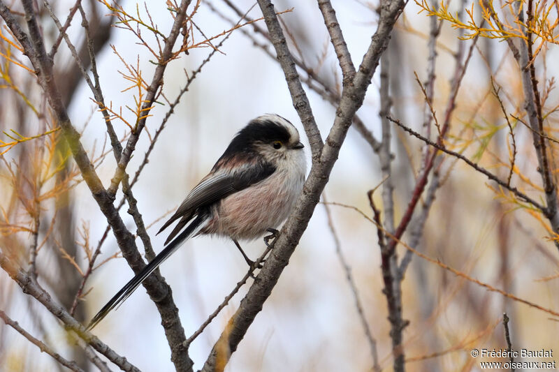 Long-tailed Tit