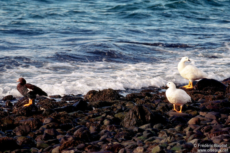 Kelp Gooseadult