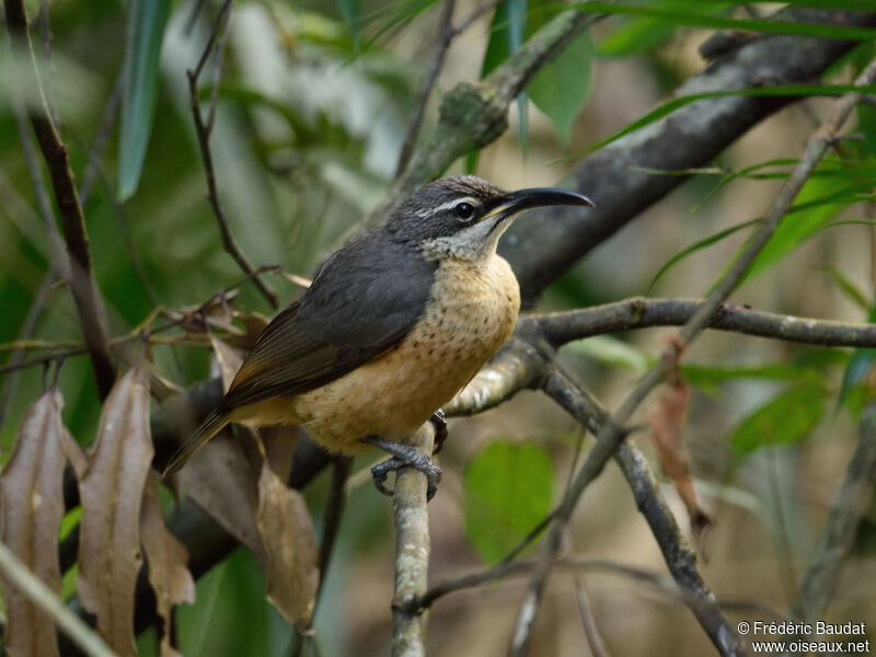 Victoria's Riflebird female adult