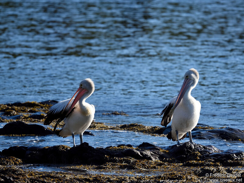 Pélican à lunettesadulte