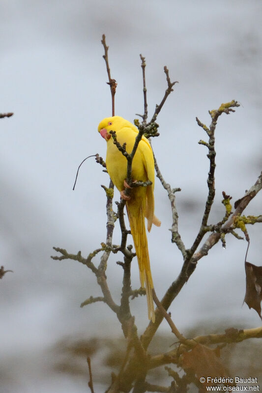 Rose-ringed Parakeet, pigmentation