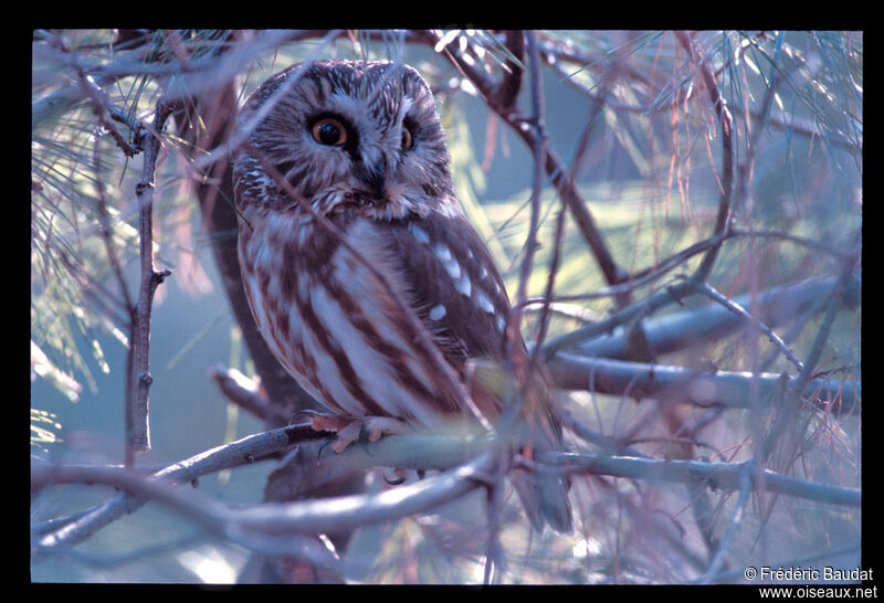 Northern Saw-whet Owl