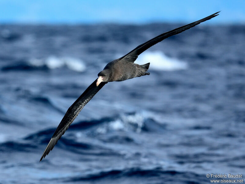 Northern Giant Petrelimmature, Flight