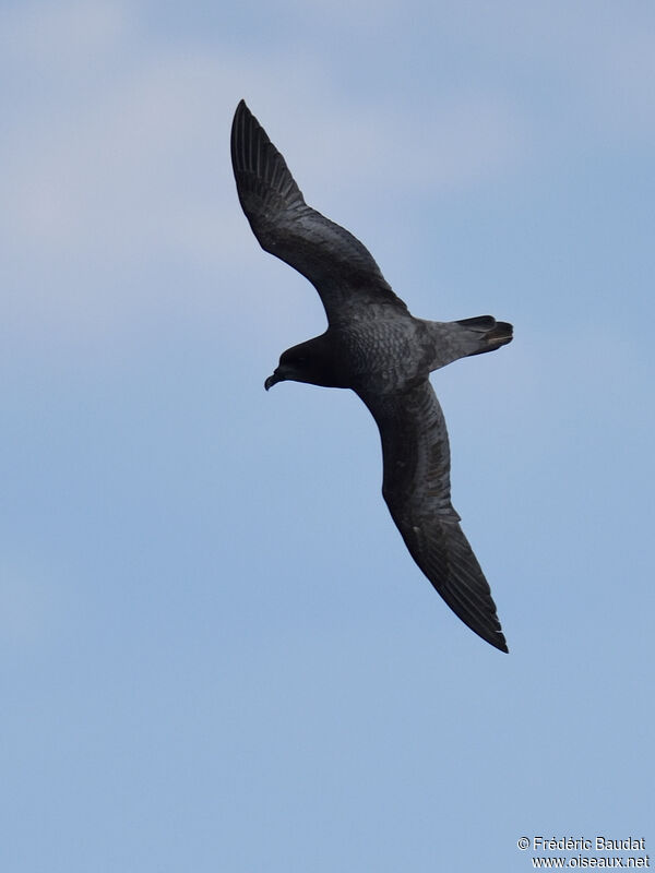 Providence Petrel, Flight