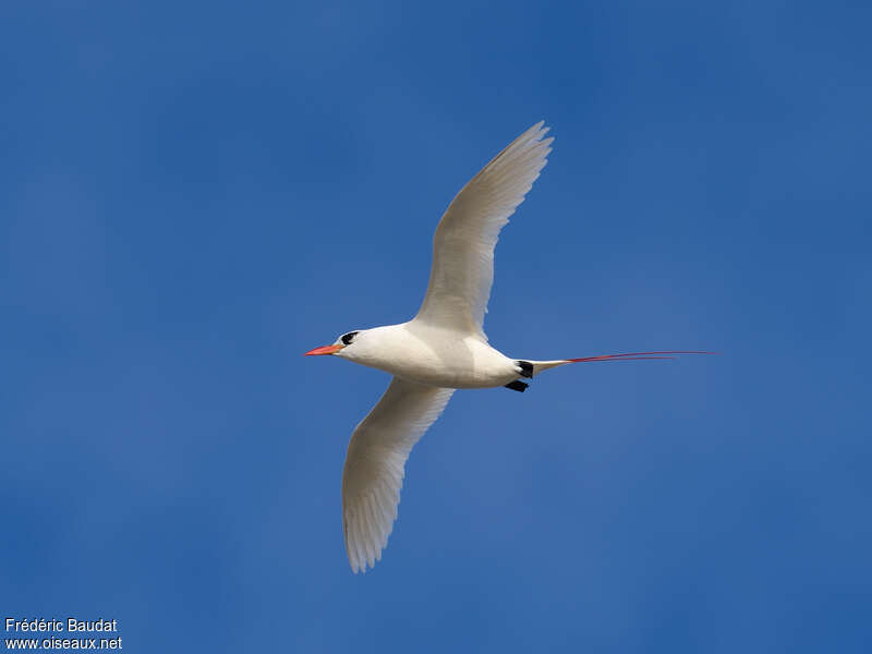 Phaéton à brins rougesadulte, identification